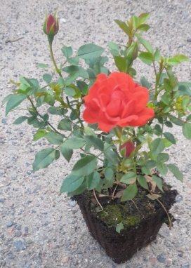 Rosa 'Limesglut' Růže zahradní 'Limesglut' Nelen pro zelen sazenice QP