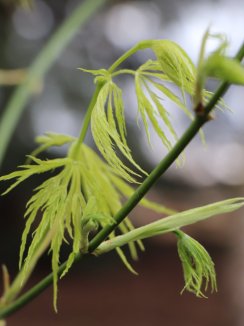 Javor dlanitolistý Nelen pro zelen Acer palmatum list