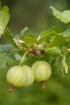Angrešt Nelen pro zelen Ribes uvacrispa plod