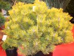 Pinus mugo  'Winter Gold' Borovice kleč 'Winter Gold' Nelen pro zelen starší rostlina
