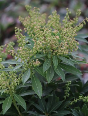 Pieris japonica 'Sarabande' Pieris japonský 'Sarabande' Nelen pro zelen poupata
