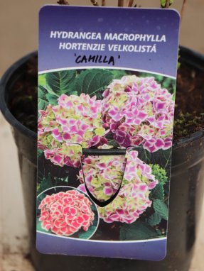 Hydrangea macrophylla ´Camilla´ Hortenzie velkolistá 'Camilla' Nelen pro zelen etiketa