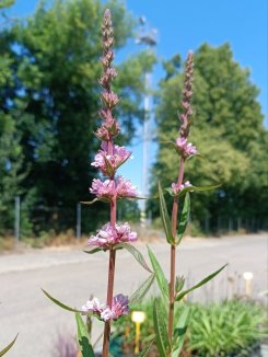 Lythrum salicaria JS® 'Pink Tails' Kyprej vrbice JS ® 'Pink Tails' Nelen pro zelen květ Lythrum salicaria JS® 'Pink Tails' Kyprej vrbice JS ® 'Pink Tails' Nelen pro zelen květ