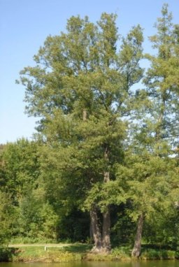 Olše lepkavá Nelen pro zelen Alnus glutinosa strom