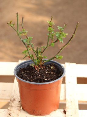 Rosa 'Pepina' Růže 'Pepina' Nelen pro zelen ko 12cm