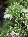 Pyracantha coccinea 'Saphyr® Orange´ Hlohyně šarlatová 'Saphyr ® Orange' Nelen pro zelen květy