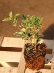 Osmathus heterophyllus ´Variegatus´ Vonokvětka různolistá 'Variegatus' Nelen pro zelen sazenice QP
