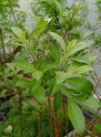 Salix chaenomeloides ´Mt. Aso´ Vrba štíhlopestíkatá 'Mt. Aso' Nelen pro zelen listy