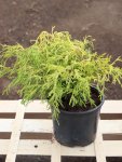 Chamaecyparis pisifera 'Sungold´ Cypřišek hrachonosný 'Sungold' Nelen pro zelen kont 2L
