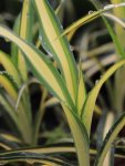 Yucca filamentosa ´Color Guard´ Juka vláknitá 'Color Guard' Nelen pro zelen detail listů