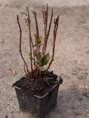 Hortenzie pilovitá Nelen pro zelen Hydrangea serrata rostlina