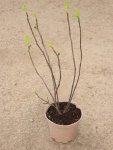 Ficus carica 'Francuesco' Fíkovník smokvoň 'Francuesco' Nelen pro zelen kontej 2L