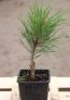 Borovice lesní 'Watereri' Nelen pro zelen Pinus sylvestris 'Watereri' rostlina