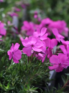 Phlox subulata 'Mc Daniel's Cushion' Plamenka 'Mc Daniel's Cushion' Nelen pro zelen detail květů Phlox subulata 'Mc Daniel's Cushion' Plamenka 'Mc Daniel's Cushion' Nelen pro zelen detail květů
