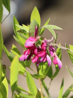 Lespedeza Thunbergii Lespedézie Thunbergova Nelen pro zelen květ