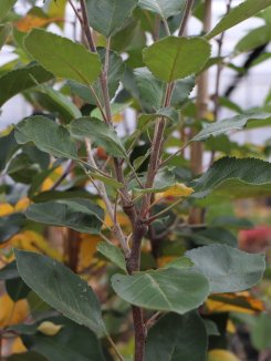 Malus domestica 'JAMES GRIEVE' Jabloň 'James Grieve' Nelen pro zelen detail Malus domestica 'JAMES GRIEVE' Jabloň 'James Grieve' Nelen pro zelen detail