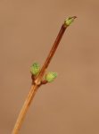 Viburnum opulus ´Roseum´ Kalina obecná 'Roseum' Nelen pro zelen pupeny