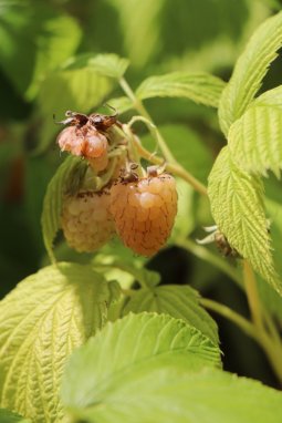 Maliník Nelen pro zelen Rubus idaeus plod