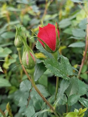 Rosa 'Limesglut' Růže zahradní 'Limesglut' Nelen pro zelen  poupě