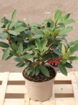 Rhododendron ´Karl Naue´ Rododendron 'Karl Naue' Nelen pro zelen sazenice kontej 2L