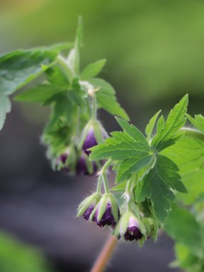 Geranium ´Joseph Green´ Kakost 'Joseph Green' Nelen pro zelen poupata