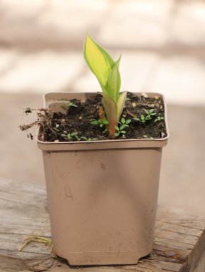 Hosta 'Orange Marmalade' Bohyška 'Orange Marmalade' Nelen pro zelen sazenice v kontej 11
