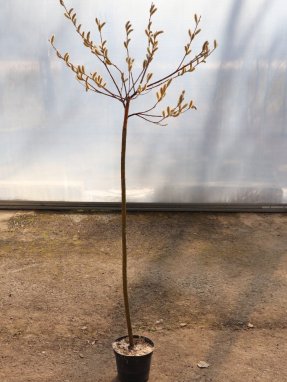 Salix chaenomeloides ´Mt. Aso´ Vrba štíhlopestíkatá 'Mt. Aso' Nelen pro zelen kont 2L