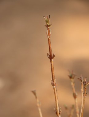 Weigela florida 'Minuet´ Vajgélie květnatá 'Minuet' Nelen pro zelen rašící rostlina