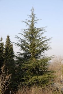 Cedr atlaský 'Glauca' Nelen pro zelen Cedrus atlantica 'Glauca' strom