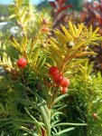 Tis prostřední 'Hicksii' Nelen pro zelen Taxus x media 'Hicksii' plody