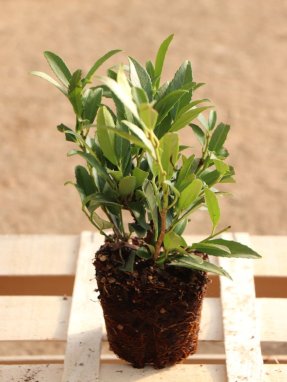 Prunus laurocerasus 'Sofia´® Bobkovišeň lékařská 'Sofia' ® Nelen pro zelen sazenice QP