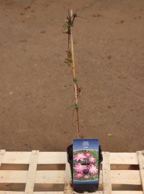 Clematis 'Asao' Plamének 'Asao' Nelen pro zelen ko1L