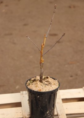 Quercus robur ´Argenteo-marginata´ Dub letní 'Argenteo-marginata' Nelen pro zelen kont1L