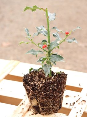 Ilex aquifolium ´Alaska´ Cesmína ostrolistá 'Alaska' Nelen pro zelen sazenice QP