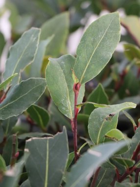 Laurus nobilis Vavřín vznešený Nelen pro zelen listy