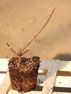Viburnum bodnantense 'Dawn' Kalina bodnantská 'Dawn' Nelen pro zelen sazenice QP