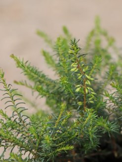 Erica carnea 'Memory' Vřesovec pleťový 'Memory' Nelen pro zelen detail Erica carnea 'Memory' Vřesovec pleťový 'Memory' Nelen pro zelen detail