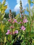 Kyprej vrbice 'Blush' Nelen pro zelen Lythrum salicaria 'Blush' květ