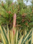 Yucca filamentosa ´Color Guard´ Juka vláknitá 'Color Guard' Nelen pro zelen poupě
