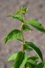 Pustoryl věncový Nelen pro zelen Philadelphus coronarius detail listu