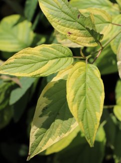 Svída výběžkatá 'Hedgerows Gold' Nelen pro zelen Cornus sericea 'Hedgerows Gold' listy