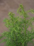 Cryptomeria japonica ´Elegans Viridis´ Kryptomérie japonská 'Elegans Viridis' Nelen pro zelen detail