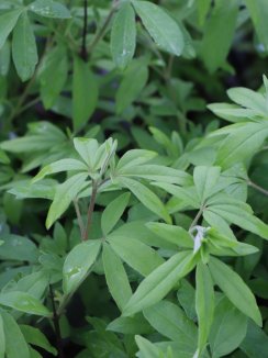 Vitex agnus-castus ´Latifolia´ Drmek obecn 'Latifolia' Nelen pro zelen listy Vitex agnus-castus ´Latifolia´ Drmek obecn 'Latifolia' Nelen pro zelen listy