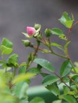 Rosa 'The Fairy' Růže 'The Fairy' Nelen pro zelen detail poupěte
