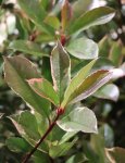 Photinia x fraseri ´Pink Marble´® Blýskavka Fraserova 'Pink Marble' ® Nelen pro zelen listy starší rostliny