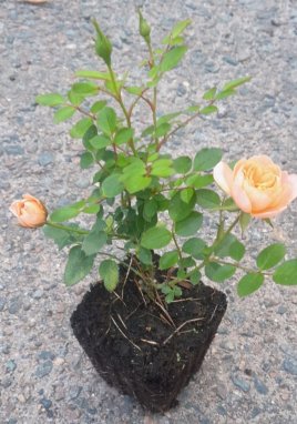 Rosa 'Orange Imp' Růže zahradní 'Orange Imp' Nelen pro zelen sazenice QP