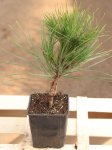 Pinus nigra 'Wurstle´ Borovice černá 'Wurstle' Nelen pro zelen sazenice h9x9