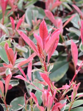Photinia x fraseri ´Pink Marble´® Blýskavka Fraserova 'Pink Marble' ® Nelen pro zelen nové přírůstky