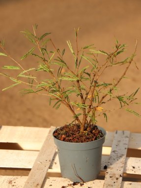 Calliandra ´Dixie Pink´ Kaliandra suriamská 'Dixie Pink' Nelen pro zelen sazenice h9