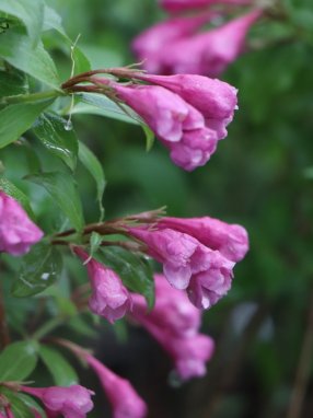 Weigela florida 'Minuet´ Vajgélie květnatá 'Minuet' Nelen pro zelen květ